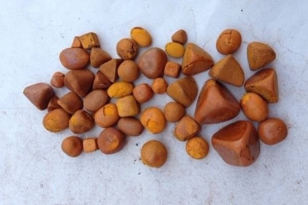 OX COW GALLSTONES